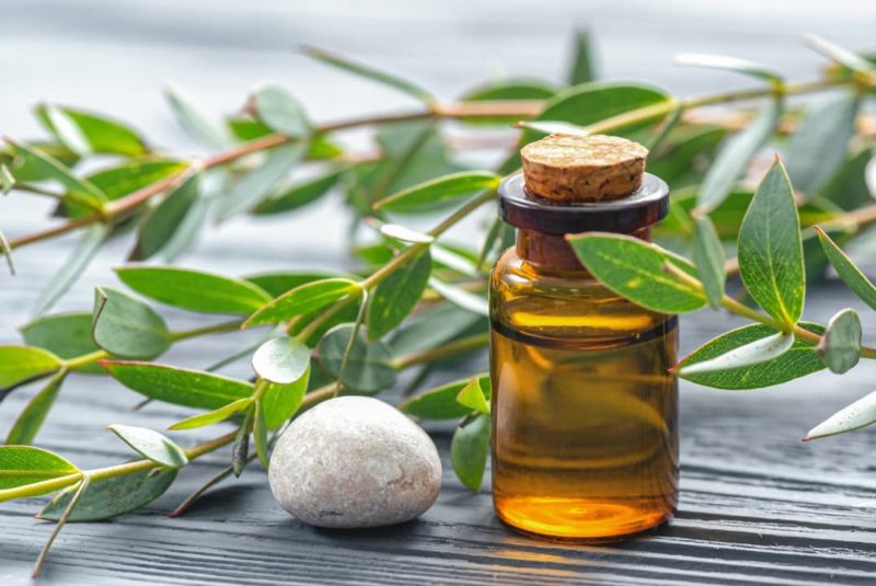 A glass vial of eucalyptus essential oil beside a eucalyptus tree branch 