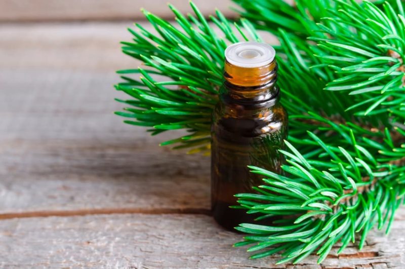 A glass vial of pine essential oil with a pine tree sprig